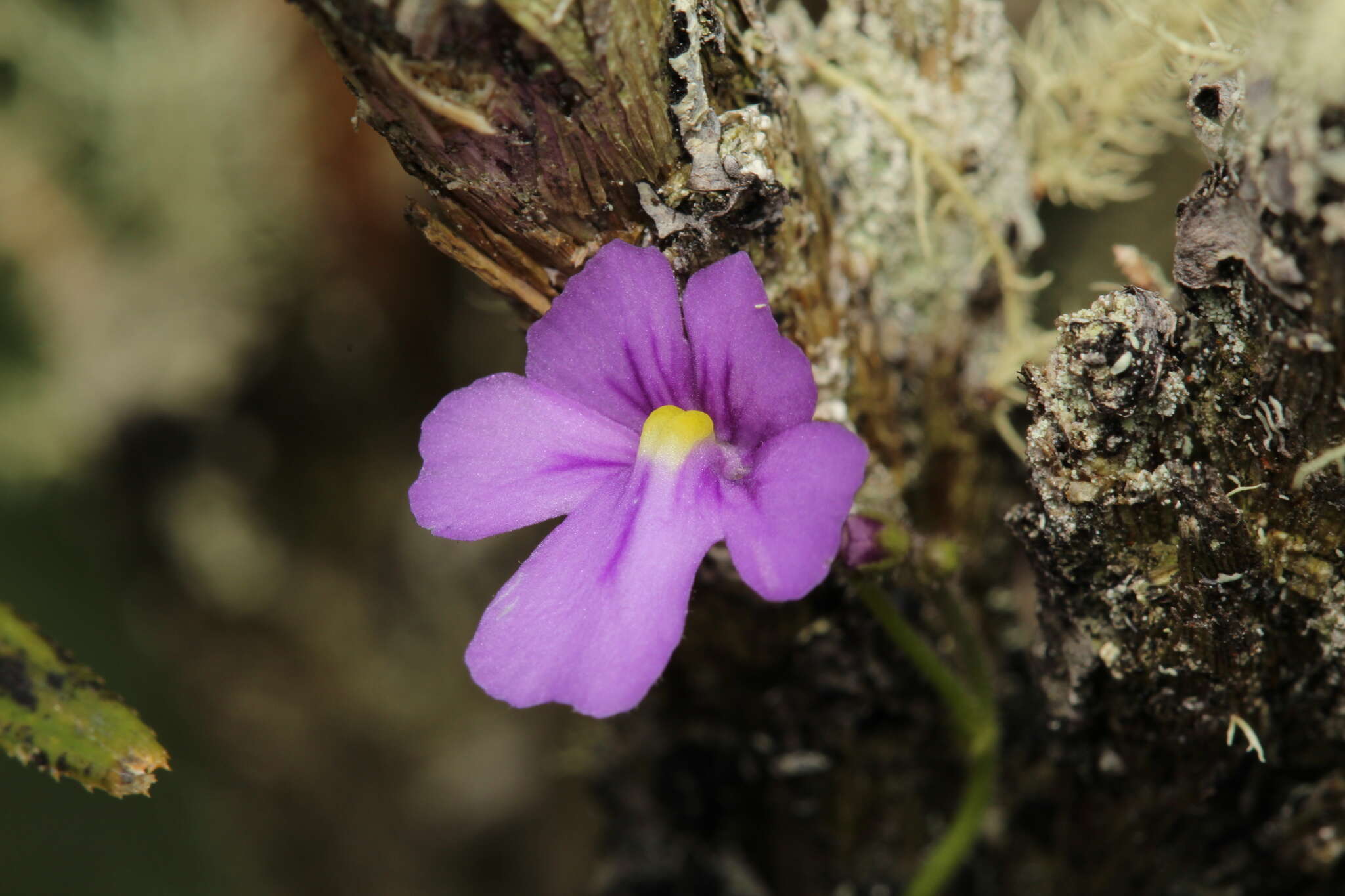 Image de Genlisea violacea St. Hil.