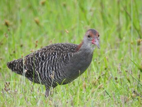 Image of Slaty-breasted Banded Rail