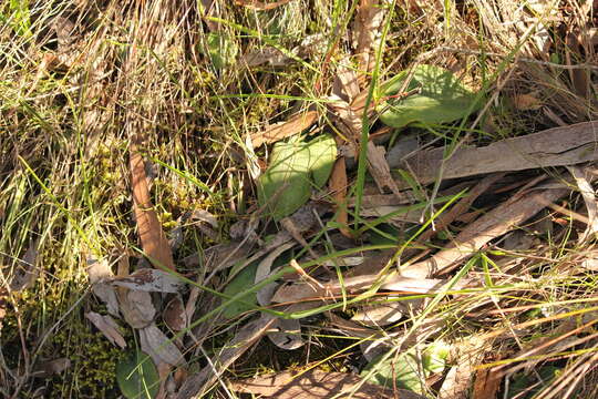 Image of Beak orchids