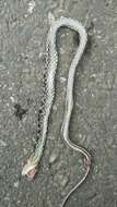Image of Stripe-tailed Rat Snake