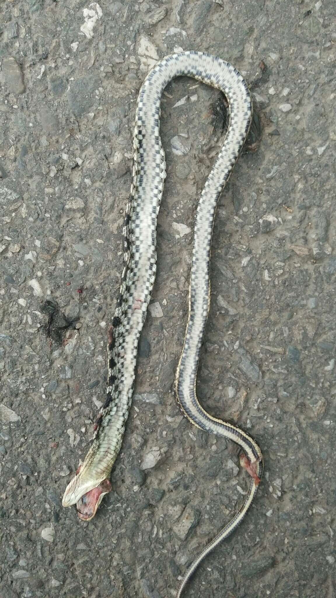 Image of Stripe-tailed Rat Snake