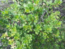 Image of Baccharis conferta Kunth