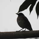 Imagem de Turdus olivaceofuscus Hartlaub 1852