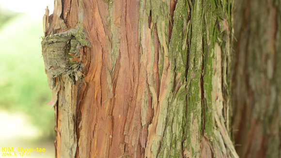 Image of Sawara Cypress