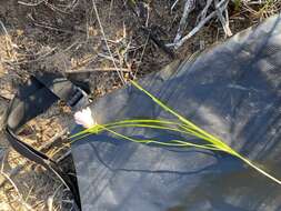 Image of Freesia leichtlinii subsp. alba (G. L. Mey.) J. C. Manning & Goldblatt