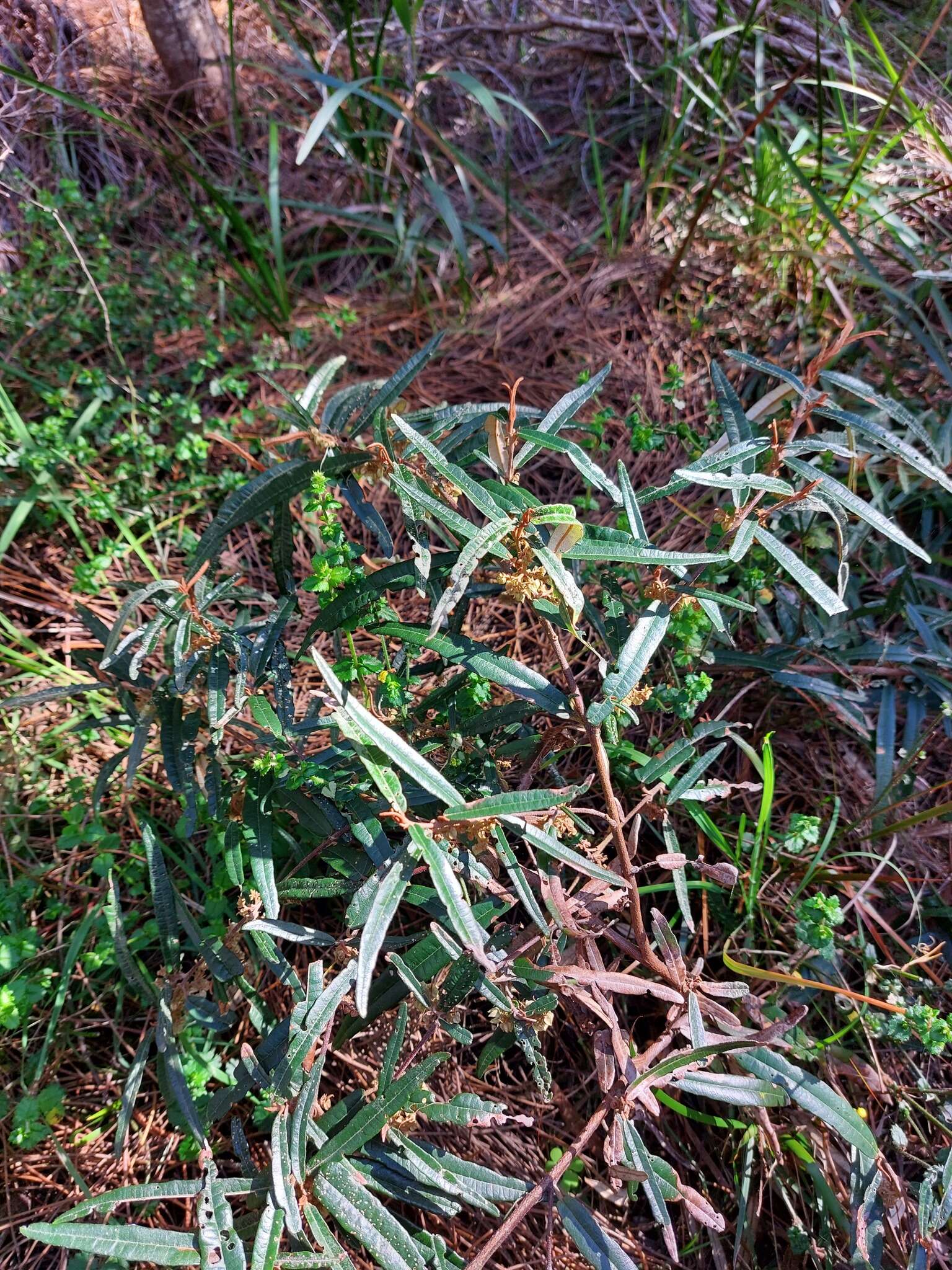 Image of Lasiopetalum parviflorum Rudge