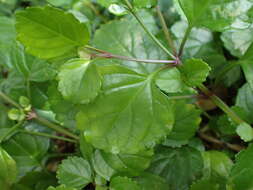 Image of whorled plectranthus