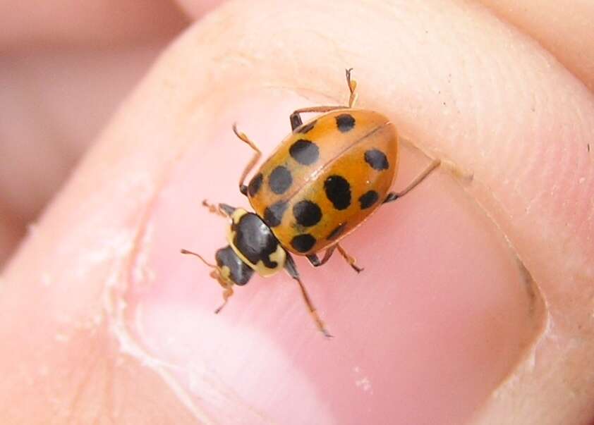 Image of 13-spot ladybird