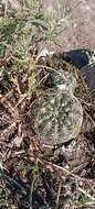 Image of Gymnocalycium reductum var. leeanum (Hook.) Papsch