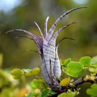 Image of twisted airplant