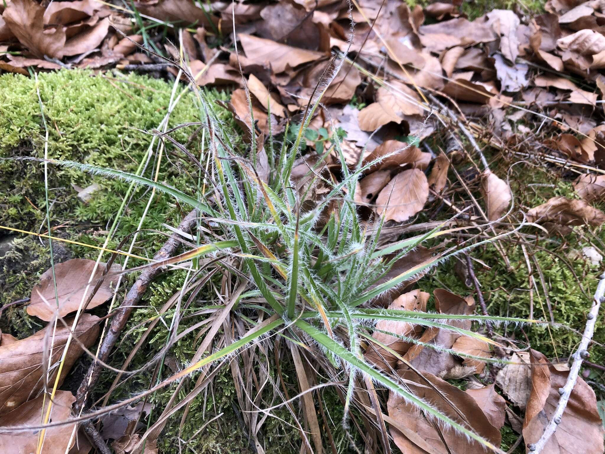 Image of oakforest woodrush