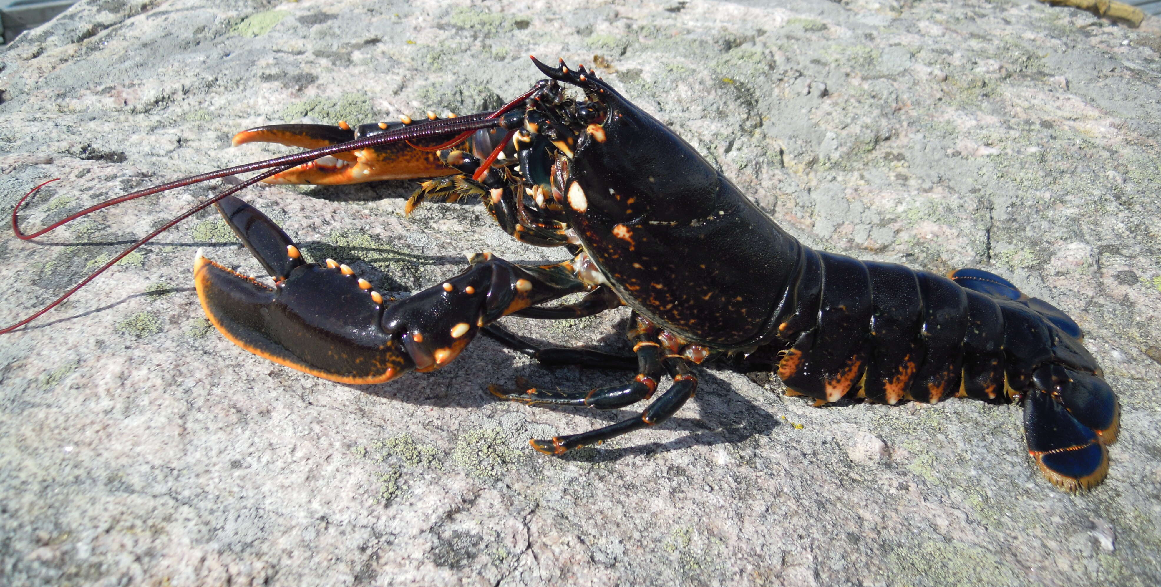 Image of Common lobster