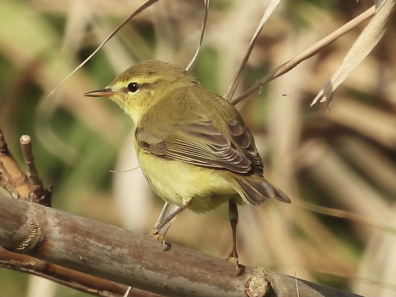 Image of Iberian Chiffchaff