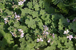 Image of cranesbill