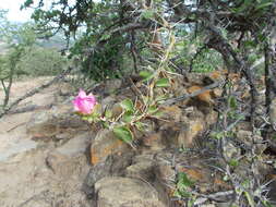 Imagem de Pereskia sacharosa Griseb.