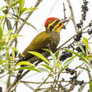 Image of Yellow-browed Woodpecker