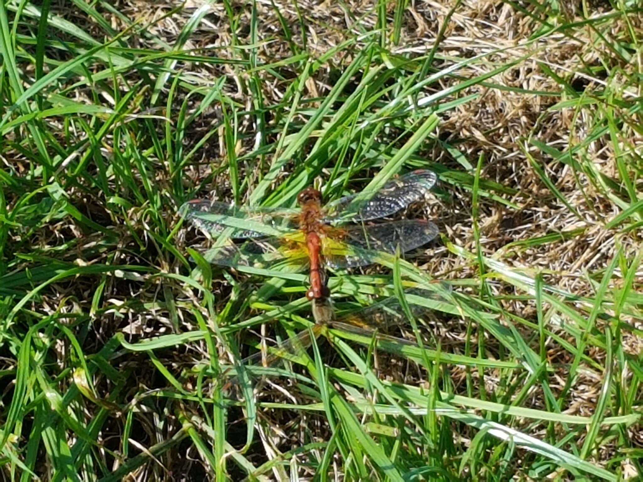 Image of Yellow-winged Darter