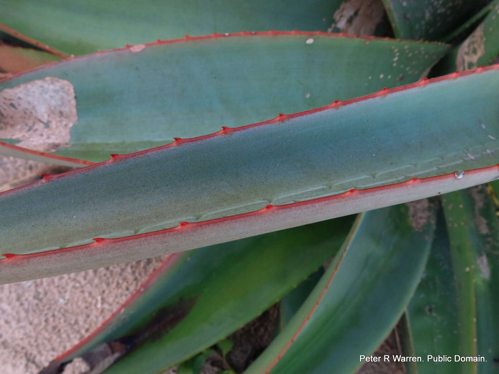 Plancia ëd Aloe thraskii Baker