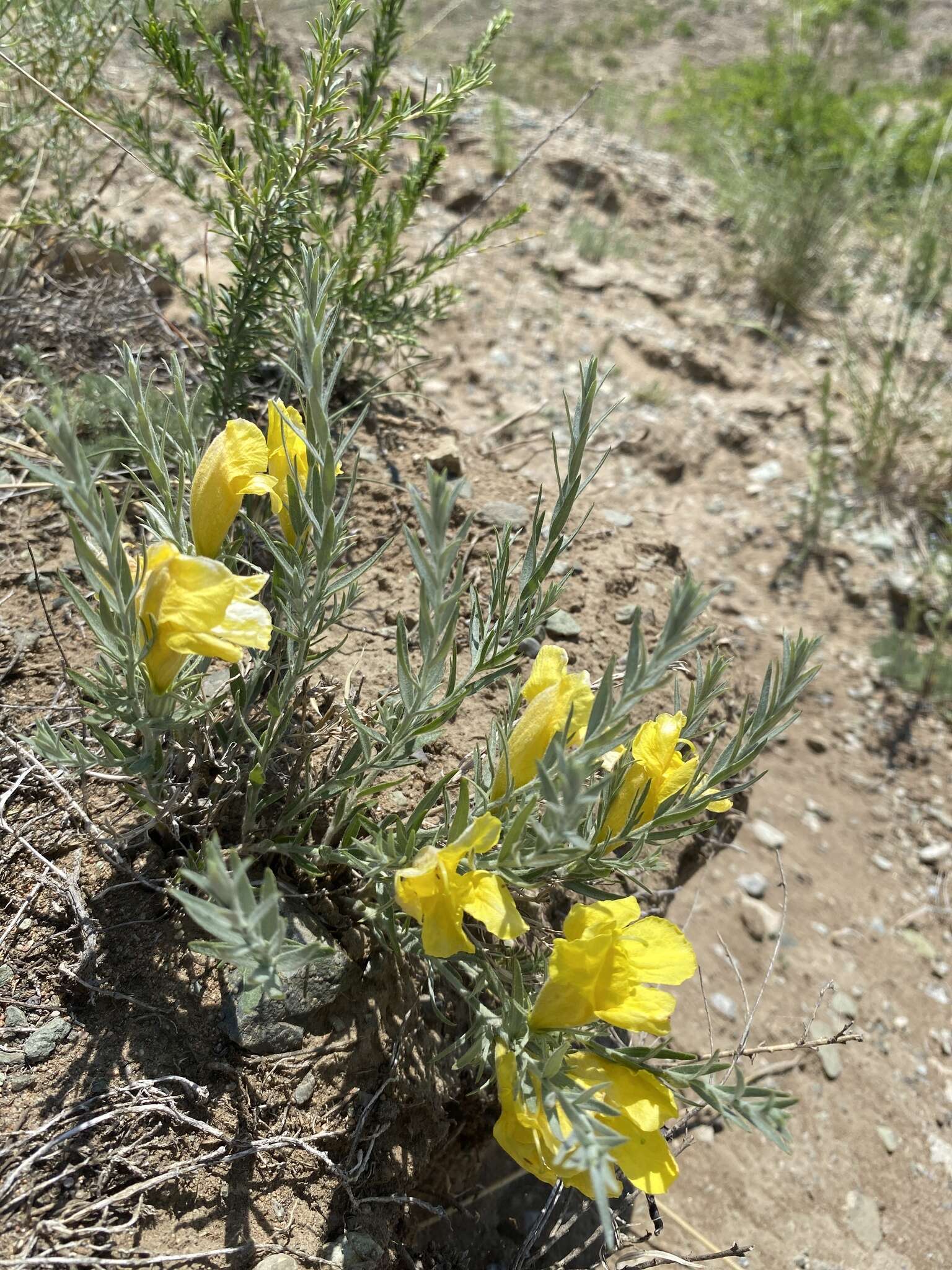 Plancia ëd Cymbaria daurica L.