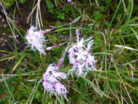 Image of Dianthus superbus subsp. alpestris Celak.