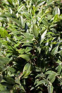 Image of Sarcococca confusa