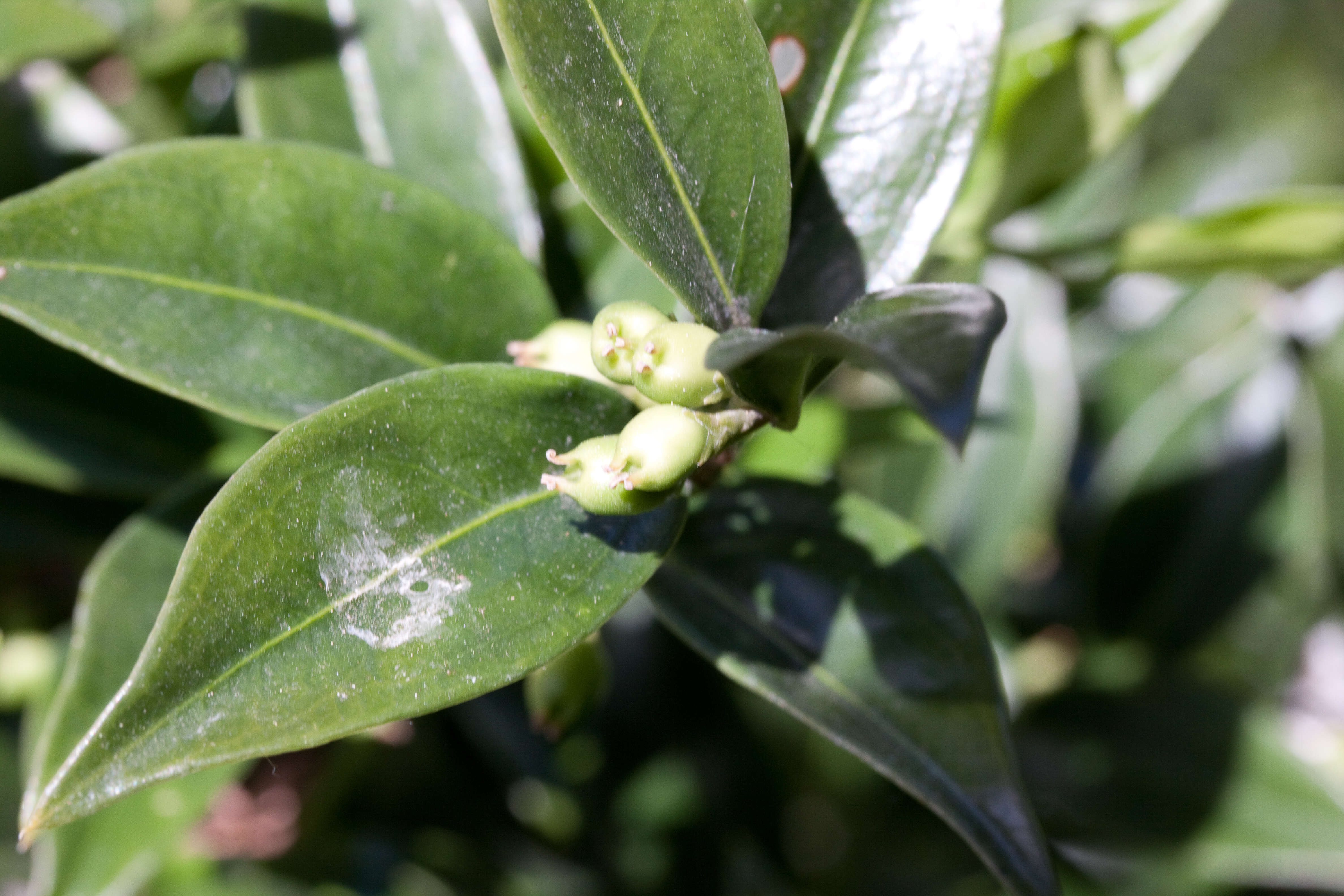 Image of Sarcococca confusa