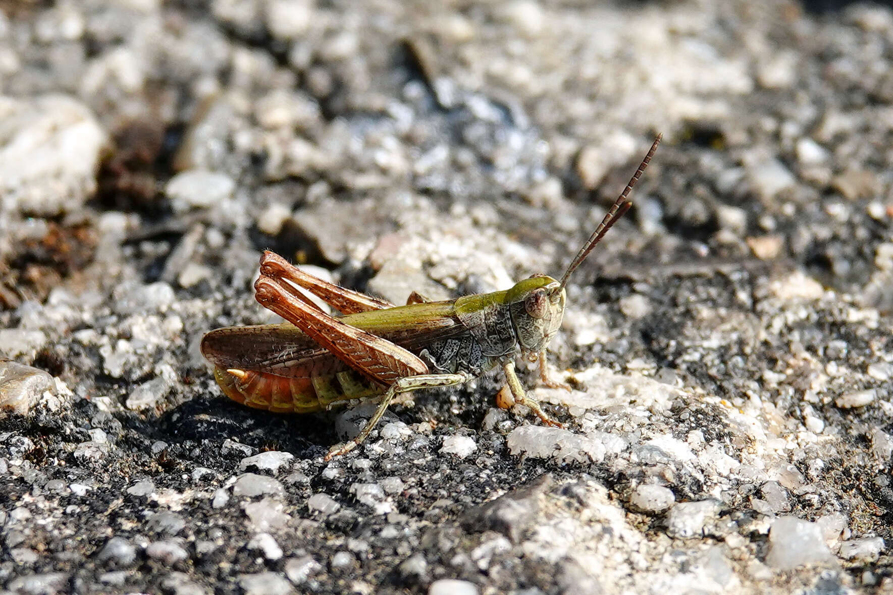 Plancia ëd Chorthippus (Glyptobothrus) mollis (Charpentier 1825)