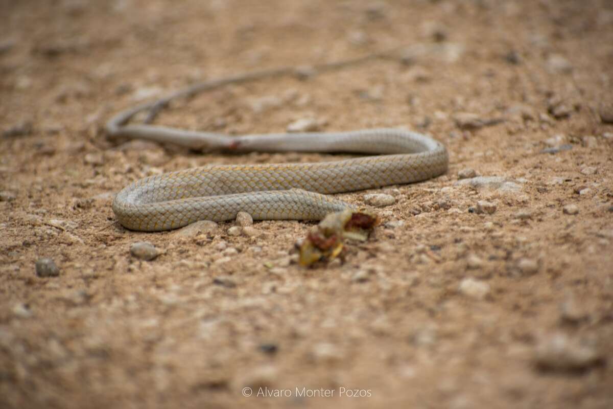 Image of Yucatán White-lipped Snake