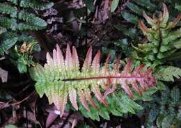 Image of Kunth's hacksaw fern