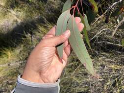 Слика од Eucalyptus planchoniana F. Müll.