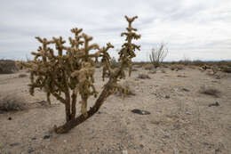 Image of Munz Cholla