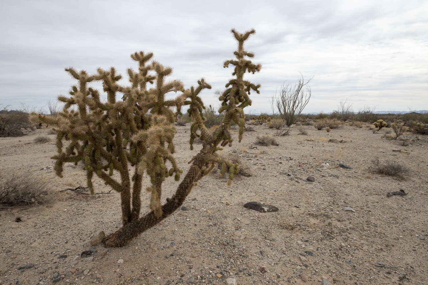 Image of Munz Cholla