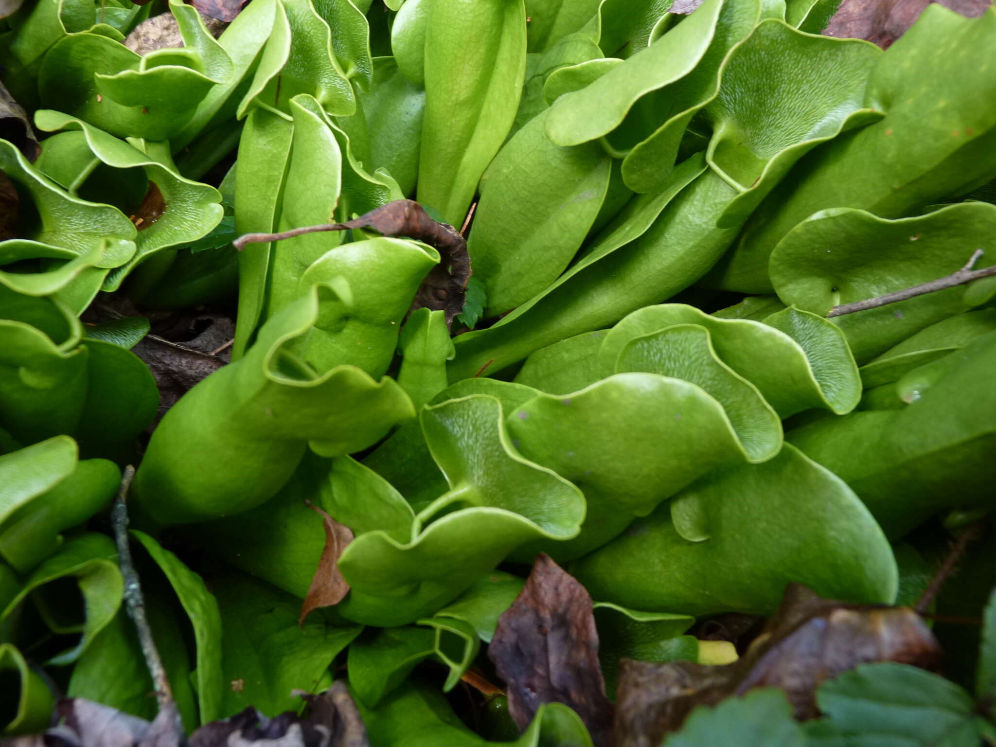 Image of Sarracenia purpurea var. montana D. E. Schnell & R. O. Determann