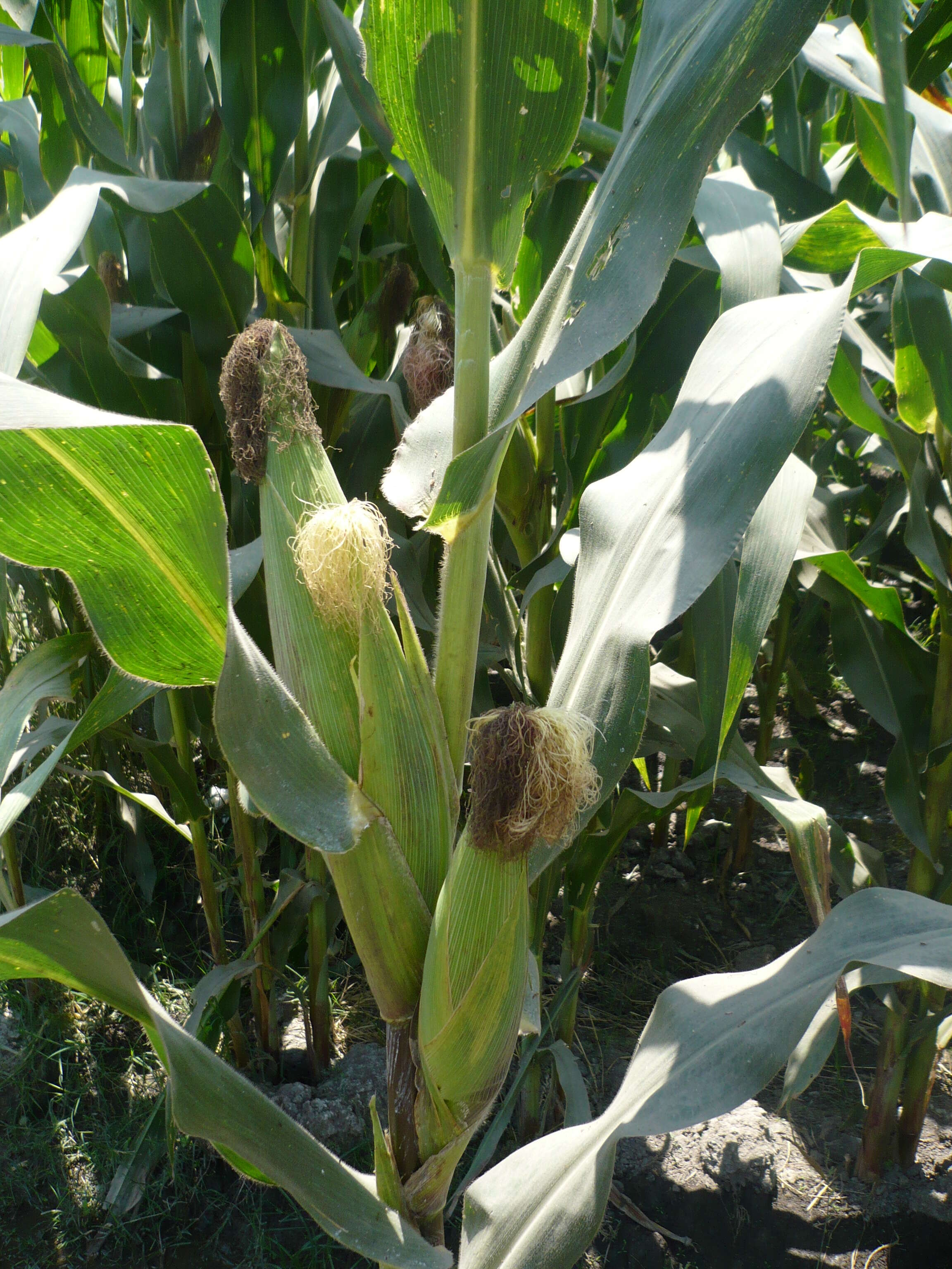 Image of corn