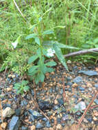 Mecardonia acuminata subsp. acuminata resmi