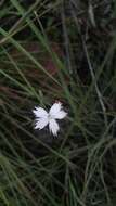Image of Dianthus mooiensis subsp. mooiensis