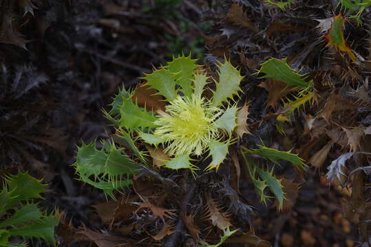 Image of Banksia glaucifolia A. R. Mast & K. R. Thiele