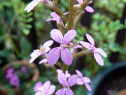 Image de Stylidium productum M. M. Hindmarsh & D. F. Blaxell