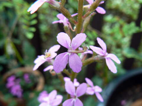 Image de Stylidium productum M. M. Hindmarsh & D. F. Blaxell