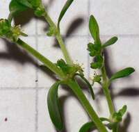 Image of smooth rupturewort