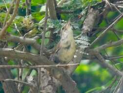 Image of Sinaloa Wren