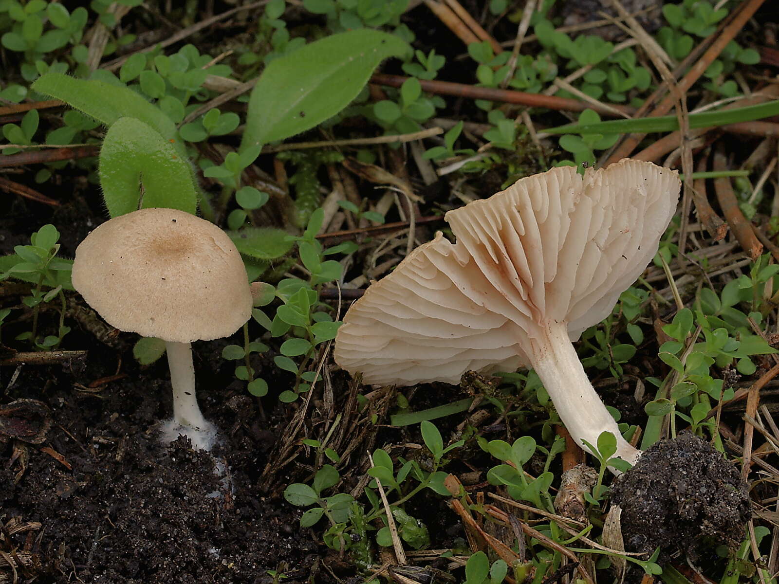 Image of Entoloma