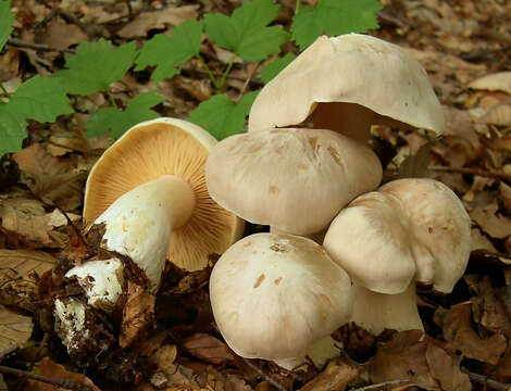 Image of Entoloma sinuatum (Bull.) P. Kumm. 1871