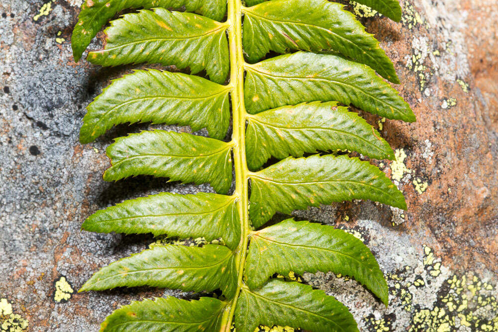 Image of holly fern