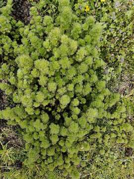 Image of Urtica flabellata Kunth