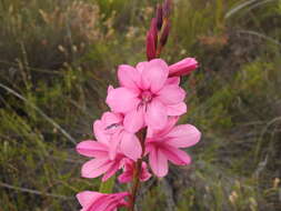 Imagem de Watsonia rogersii L. Bolus