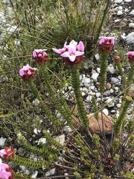 Слика од Sonderothamnus