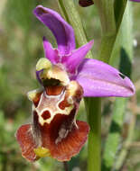Image of ophrys