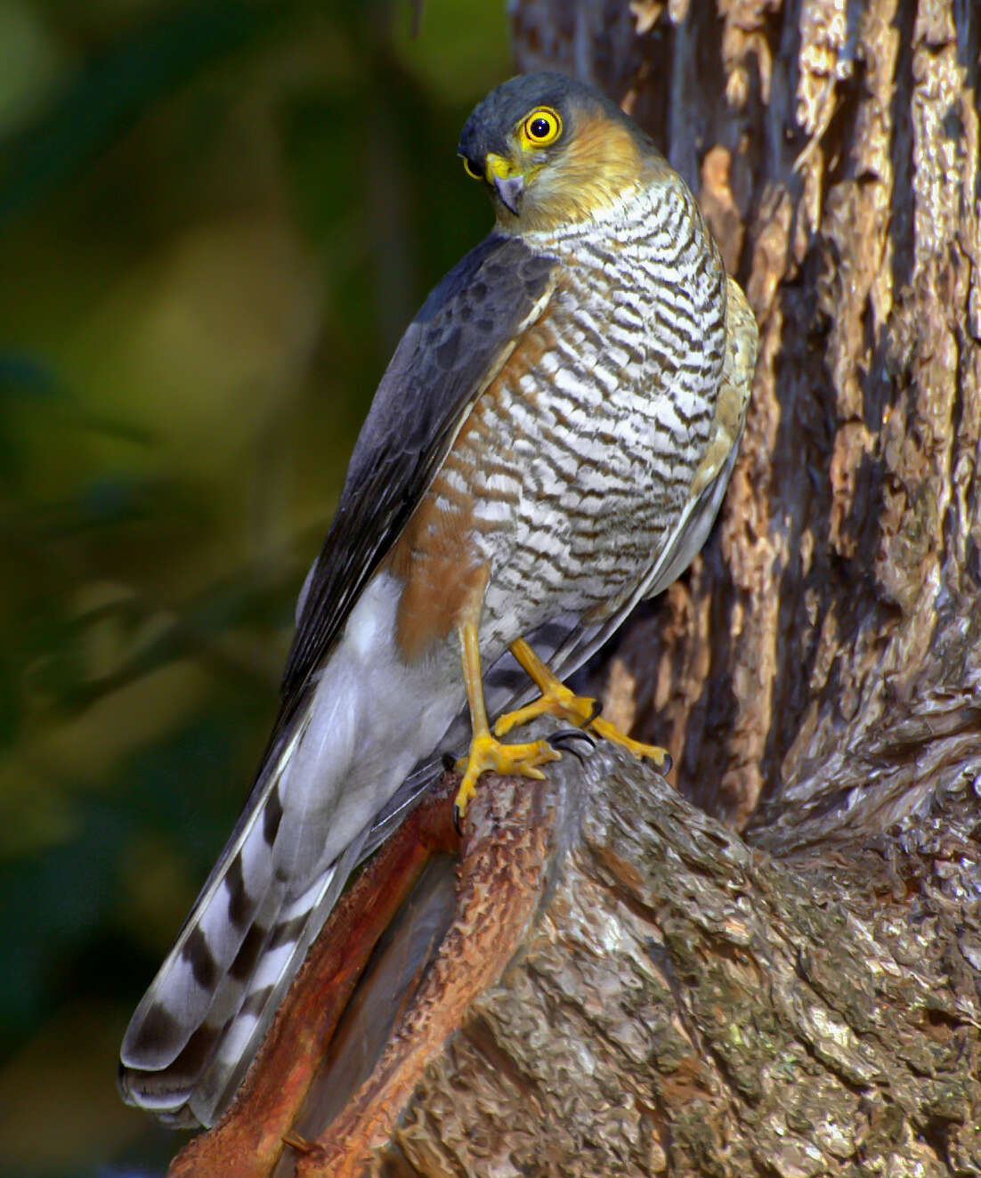 Image of Rufous-thighed Hawk