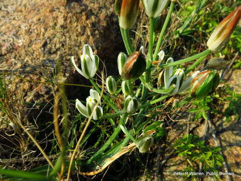 Image of Albuca nelsonii N. E. Br.